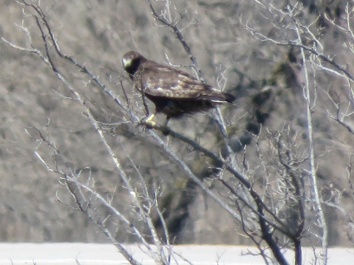 Red-tailed Hawk (Harlan's) - ML616750841