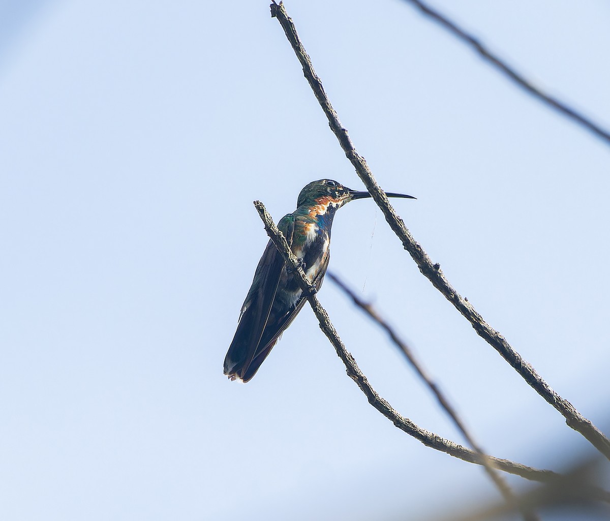 kolibřík panamský - ML616750868