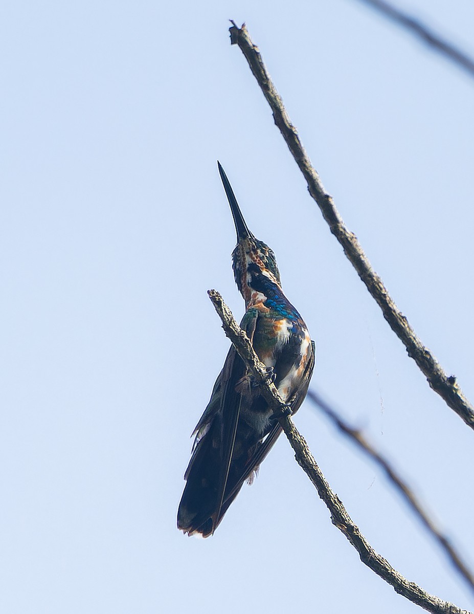 kolibřík panamský - ML616750869