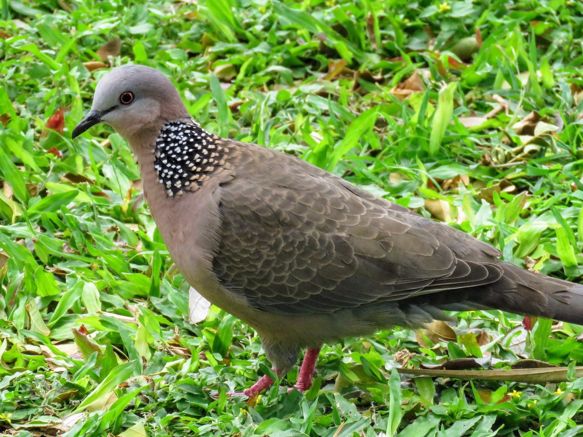 Spotted Dove - ML616750898
