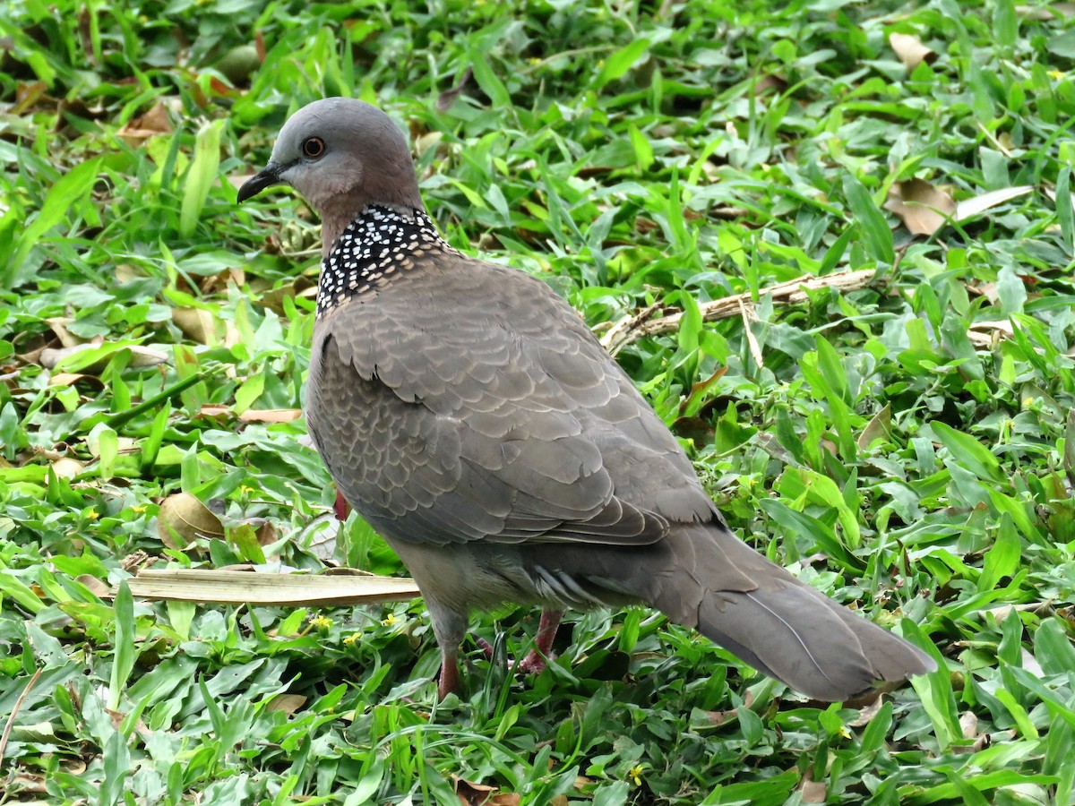 Spotted Dove - ML616750899