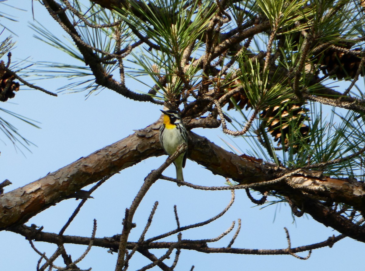 Yellow-throated Warbler - ML616750916
