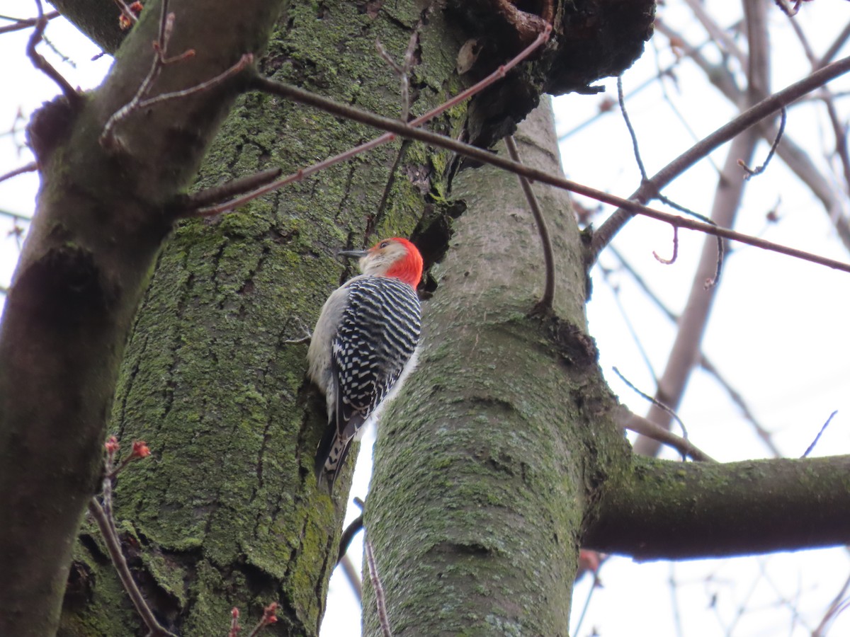 Red-bellied Woodpecker - ML616750923