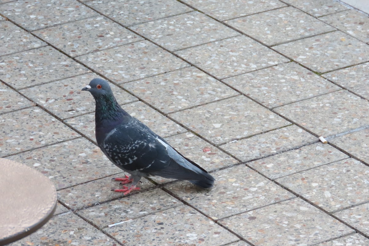 Rock Pigeon (Feral Pigeon) - ML616750972