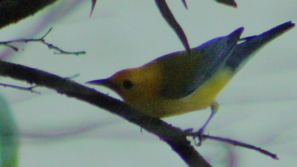 Prothonotary Warbler - ML616750985