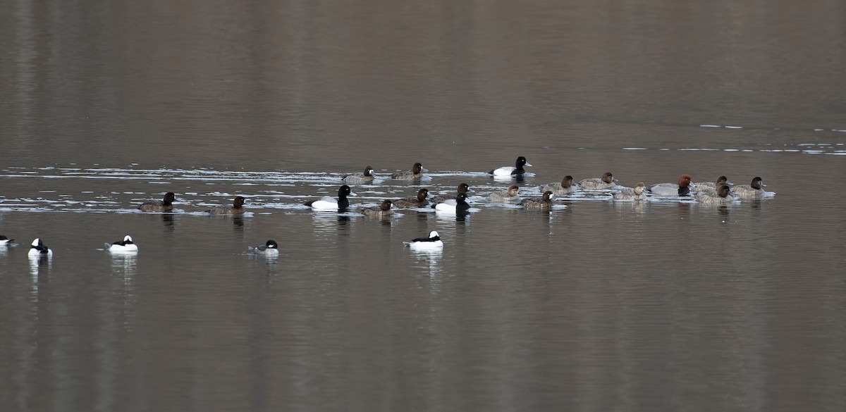 Greater/Lesser Scaup - ML616751065