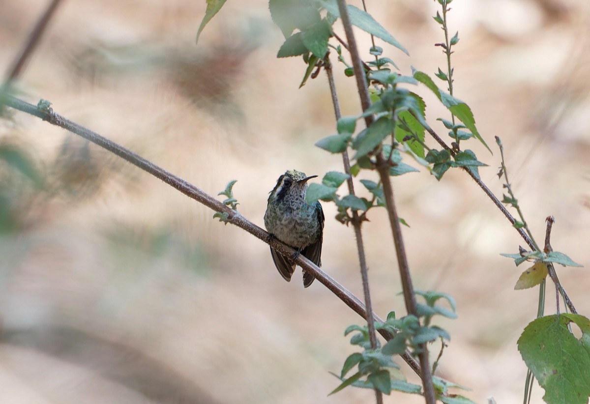 White-eared Hummingbird - ML616751151