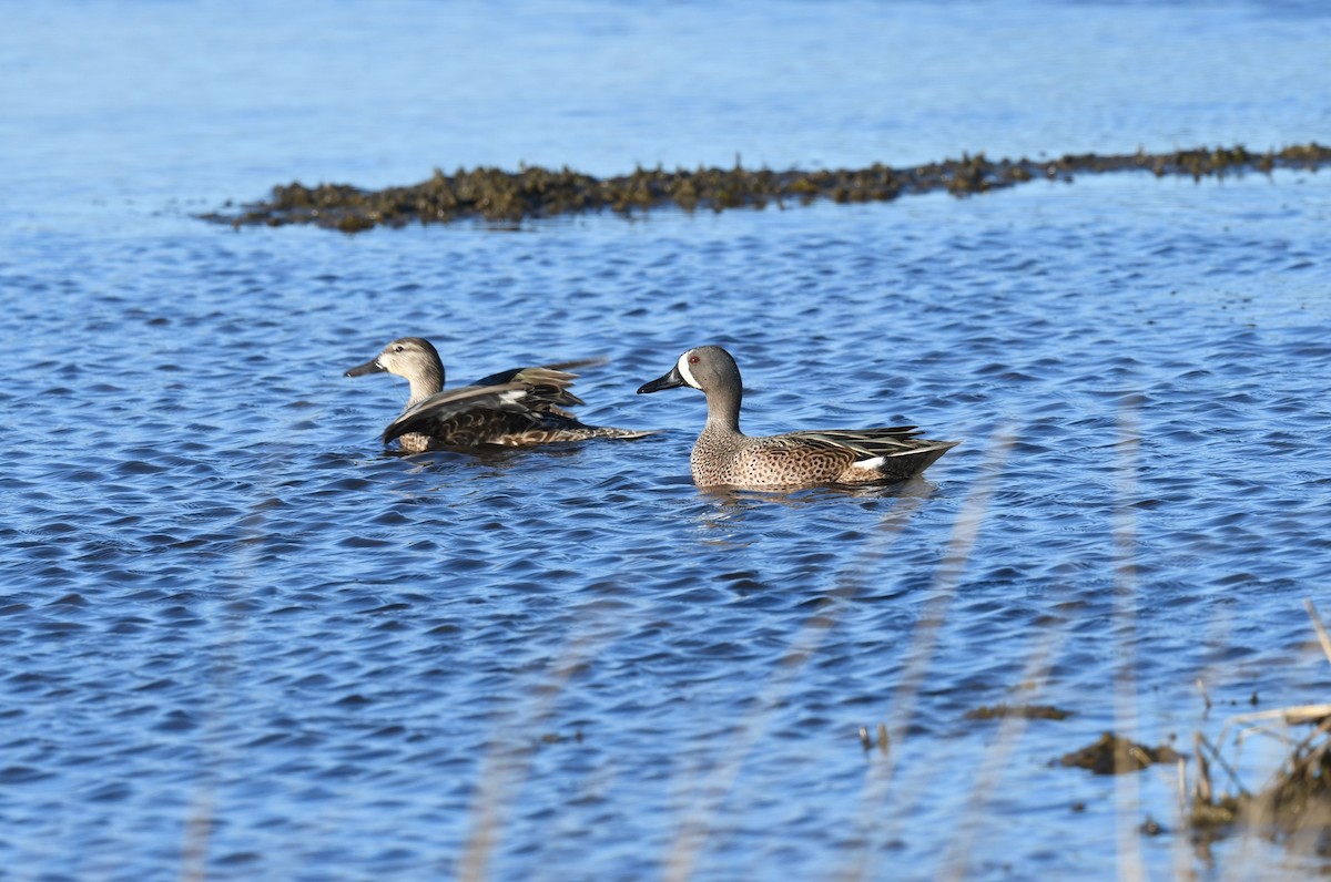 Blue-winged Teal - ML616751176