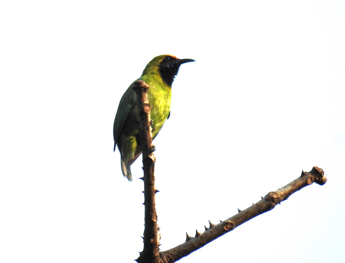 Golden-fronted Leafbird - ML616751192
