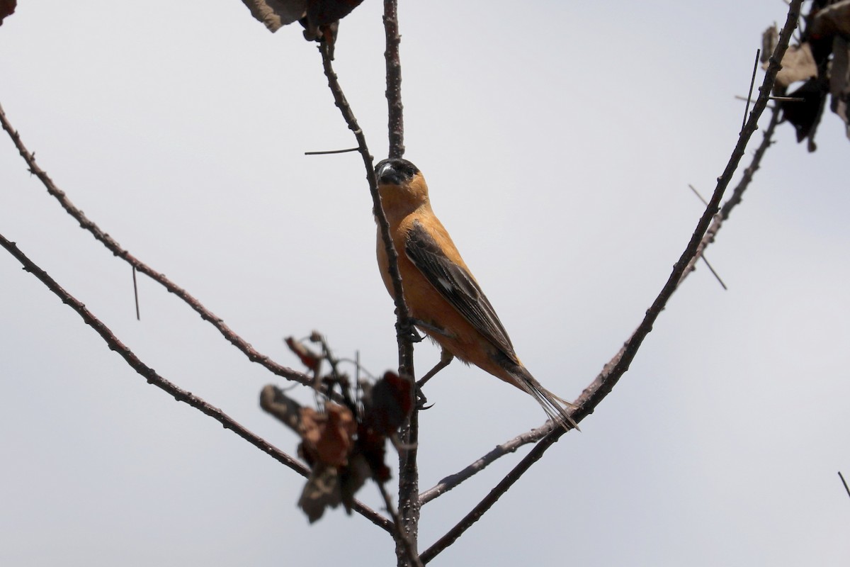Copper Seedeater - ML616751287