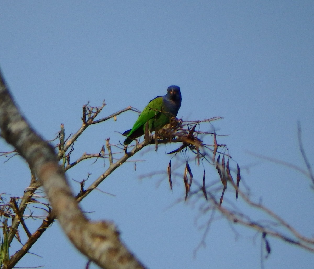 Blue-headed Parrot - ML616751308
