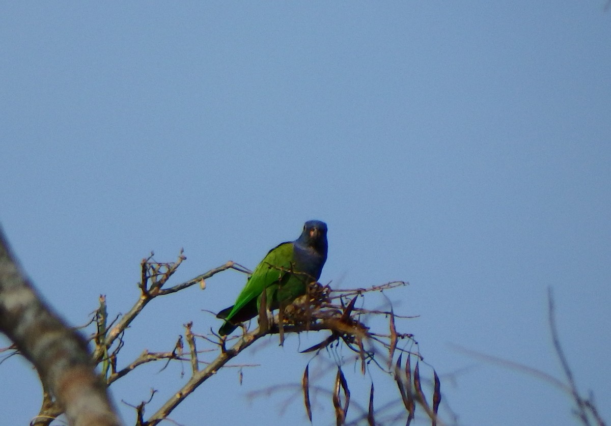 Blue-headed Parrot - ML616751309