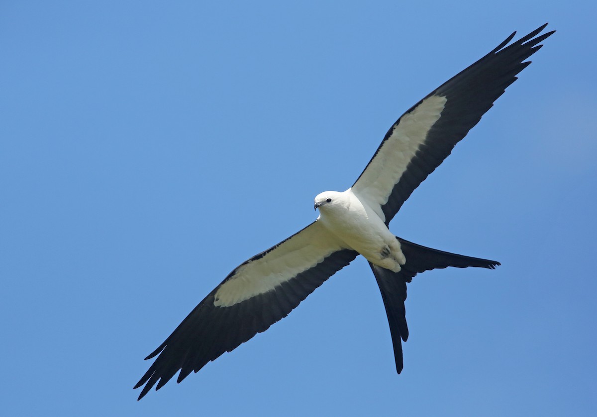 Swallow-tailed Kite - ML61675131