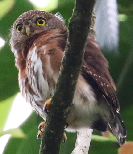 Central American Pygmy-Owl - ML616751344