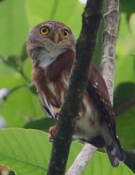 Central American Pygmy-Owl - ML616751345
