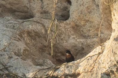 Orange-breasted Falcon - Jamie Vidich