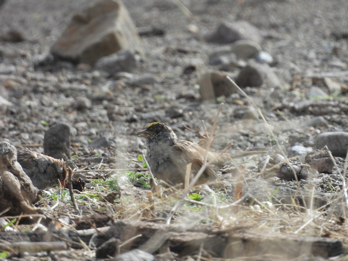 Golden-crowned Sparrow - ML616751422