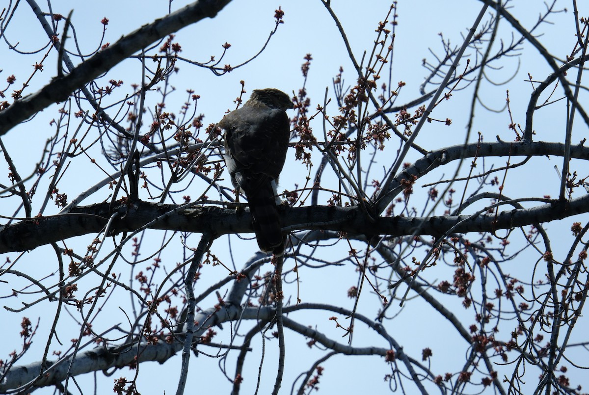 eBird Checklist 31 Mar 2024 Jordan River ParkwayFife Wetlands