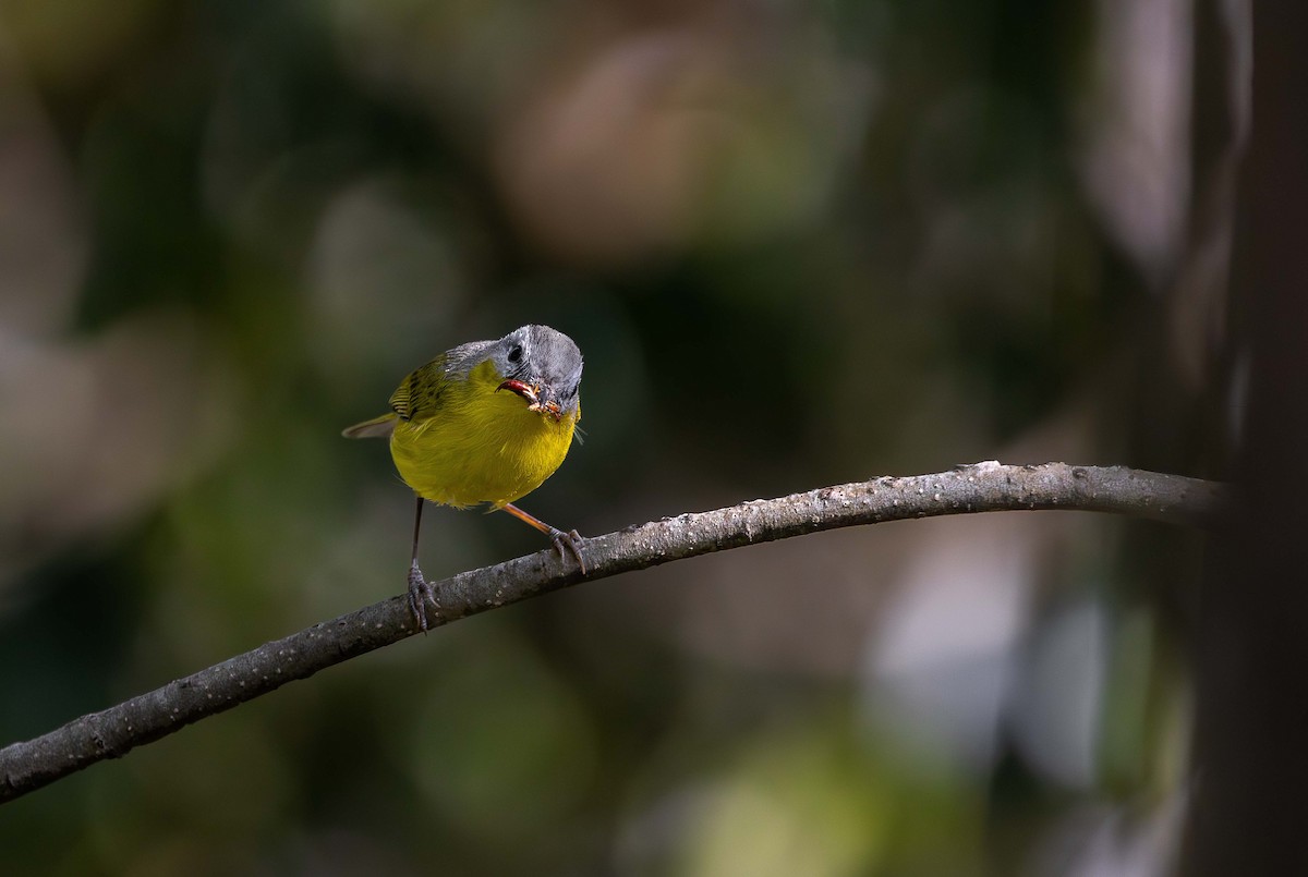 Gray-hooded Warbler - Nishant Sharma Parajuli