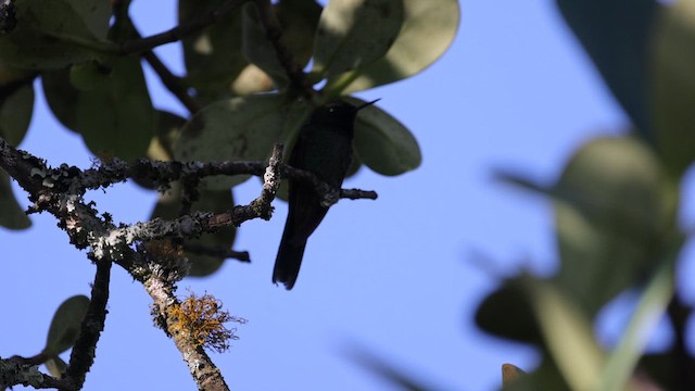 kolibřík tikavý - ML616751779