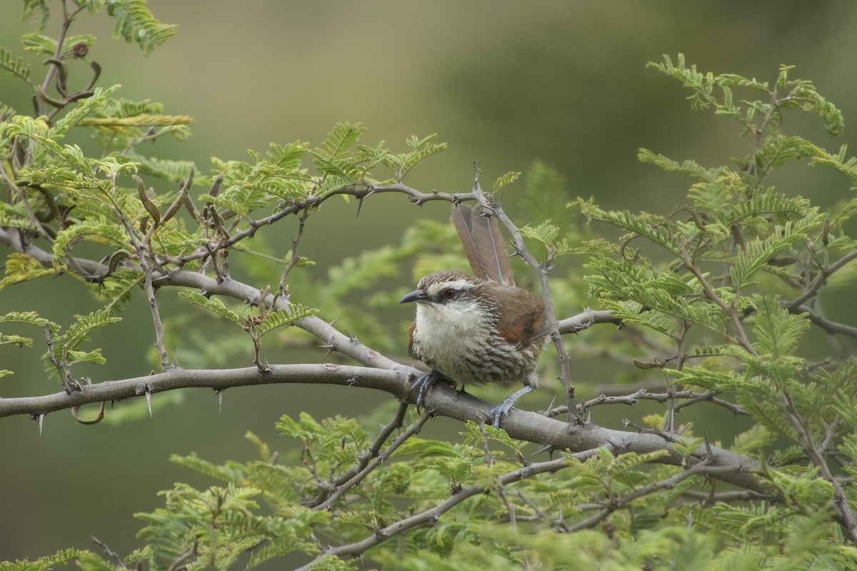 Great Spinetail - ML616751781
