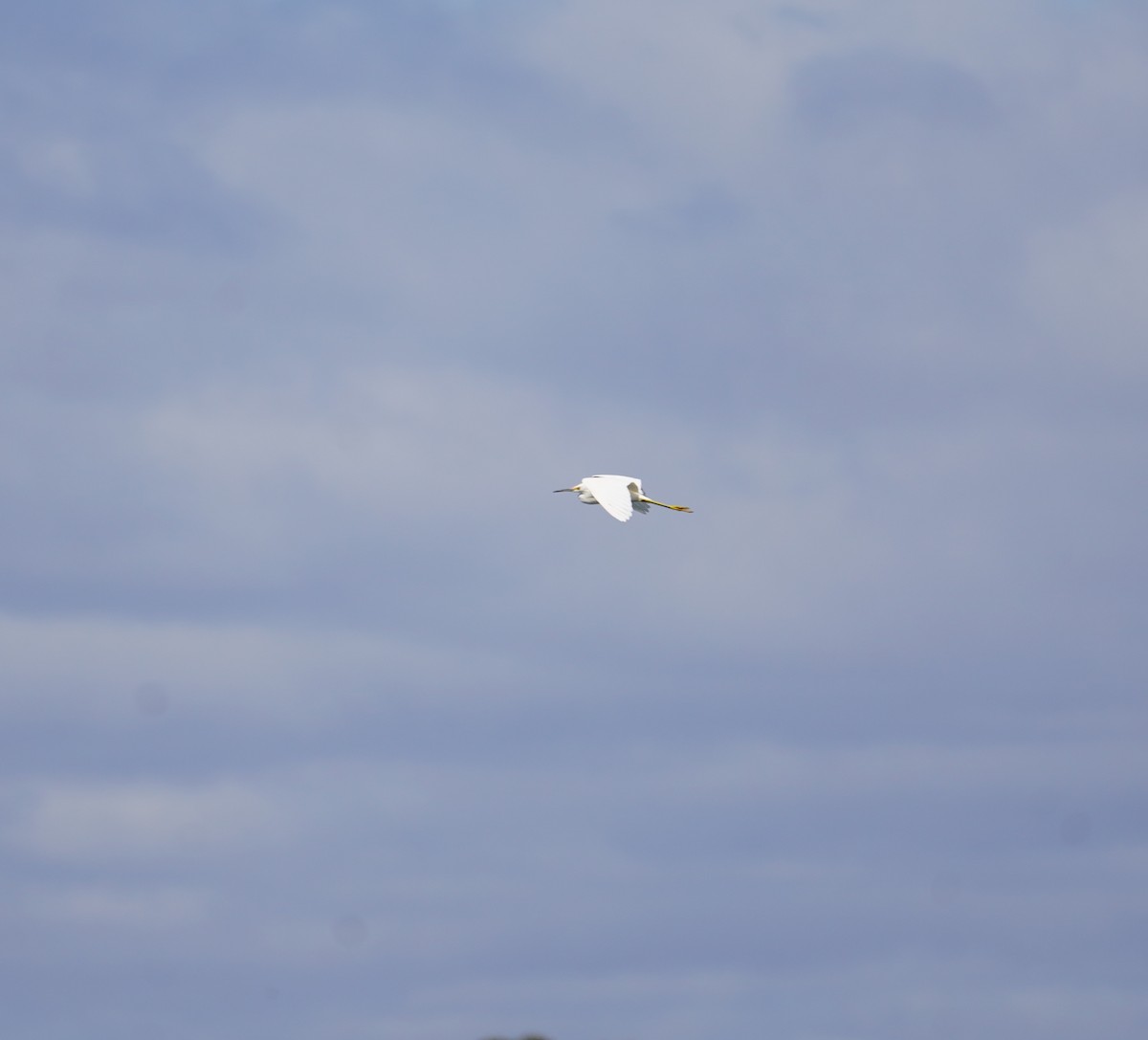 Snowy Egret - ML616751818