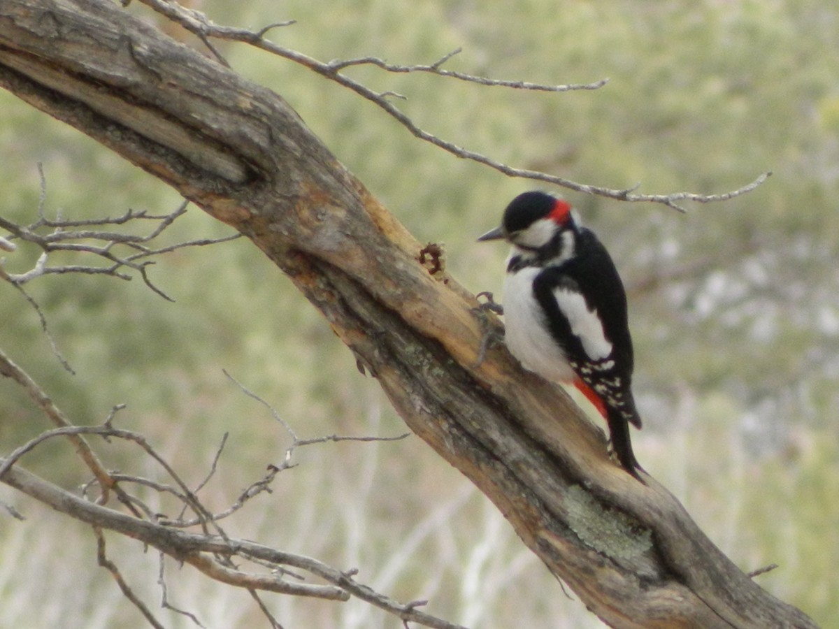 Great Spotted Woodpecker - ML616751825