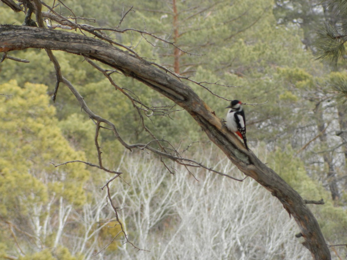 Great Spotted Woodpecker - ML616751826
