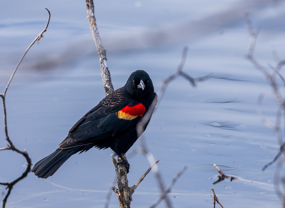 Red-winged Blackbird - ML616751879