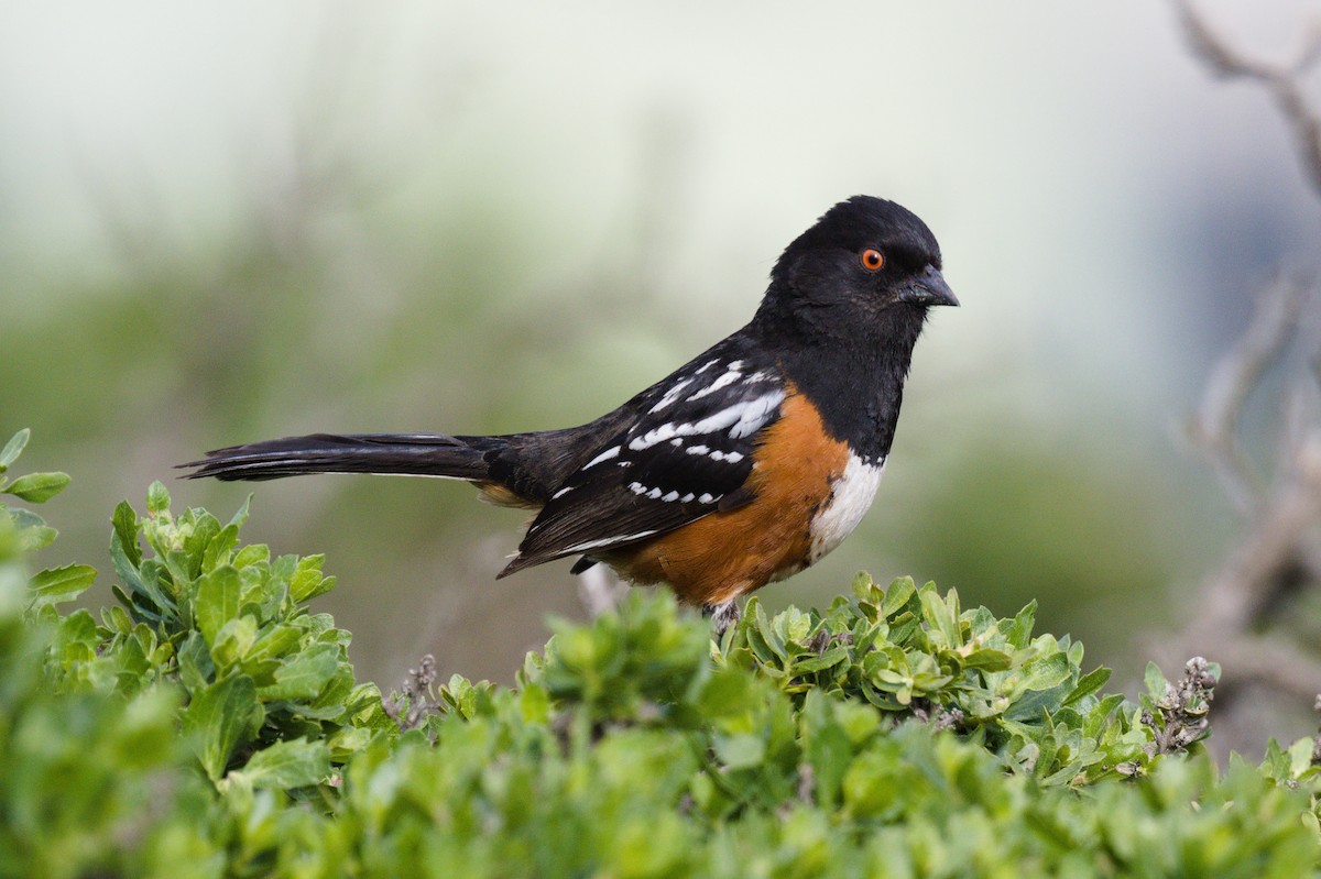 Spotted Towhee - ML616751901