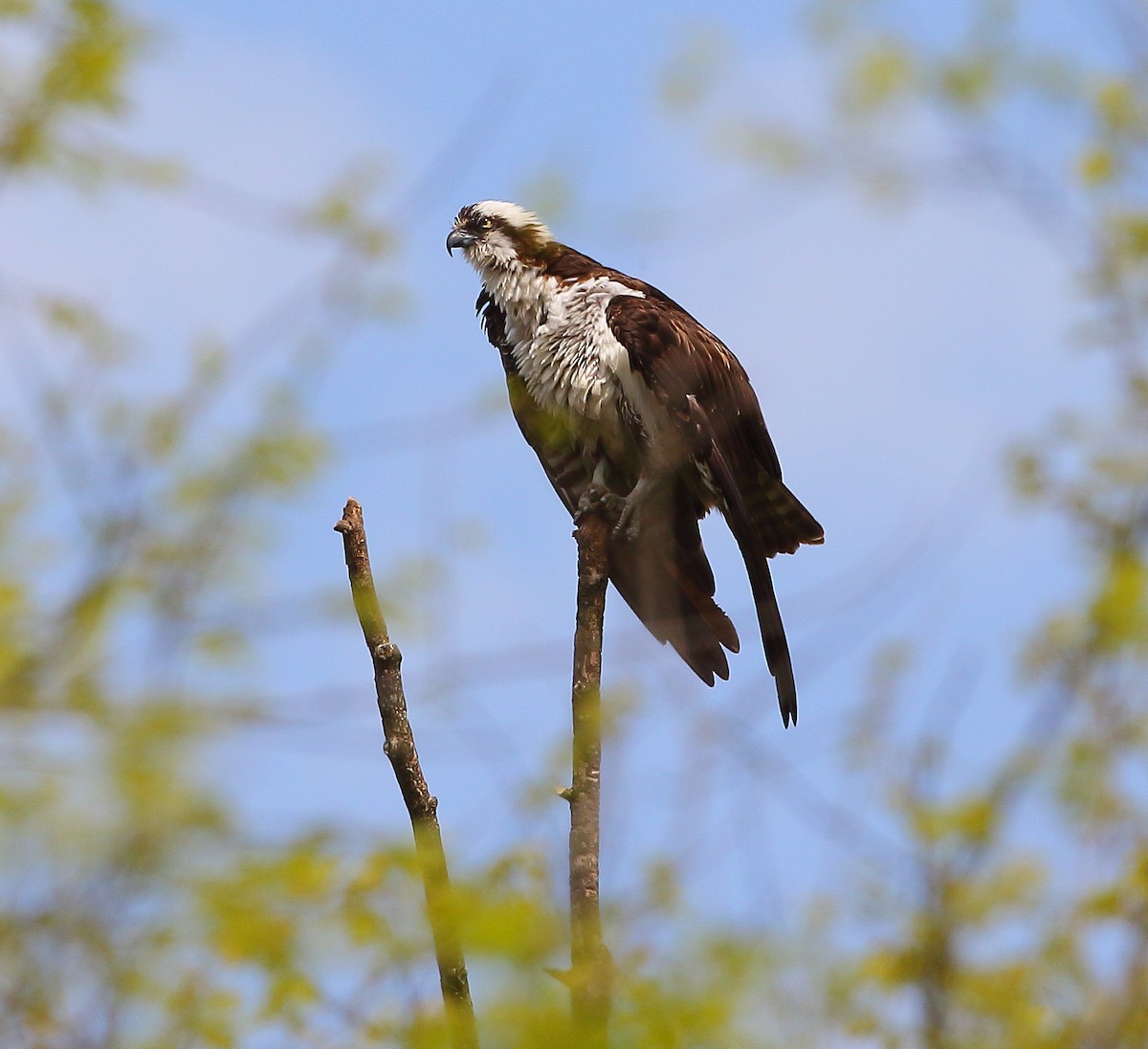 Osprey - Bala Chennupati