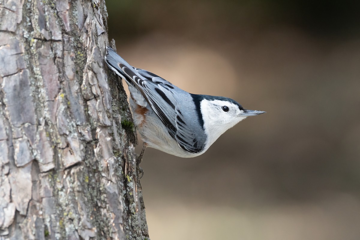 White-breasted Nuthatch - ML616751973