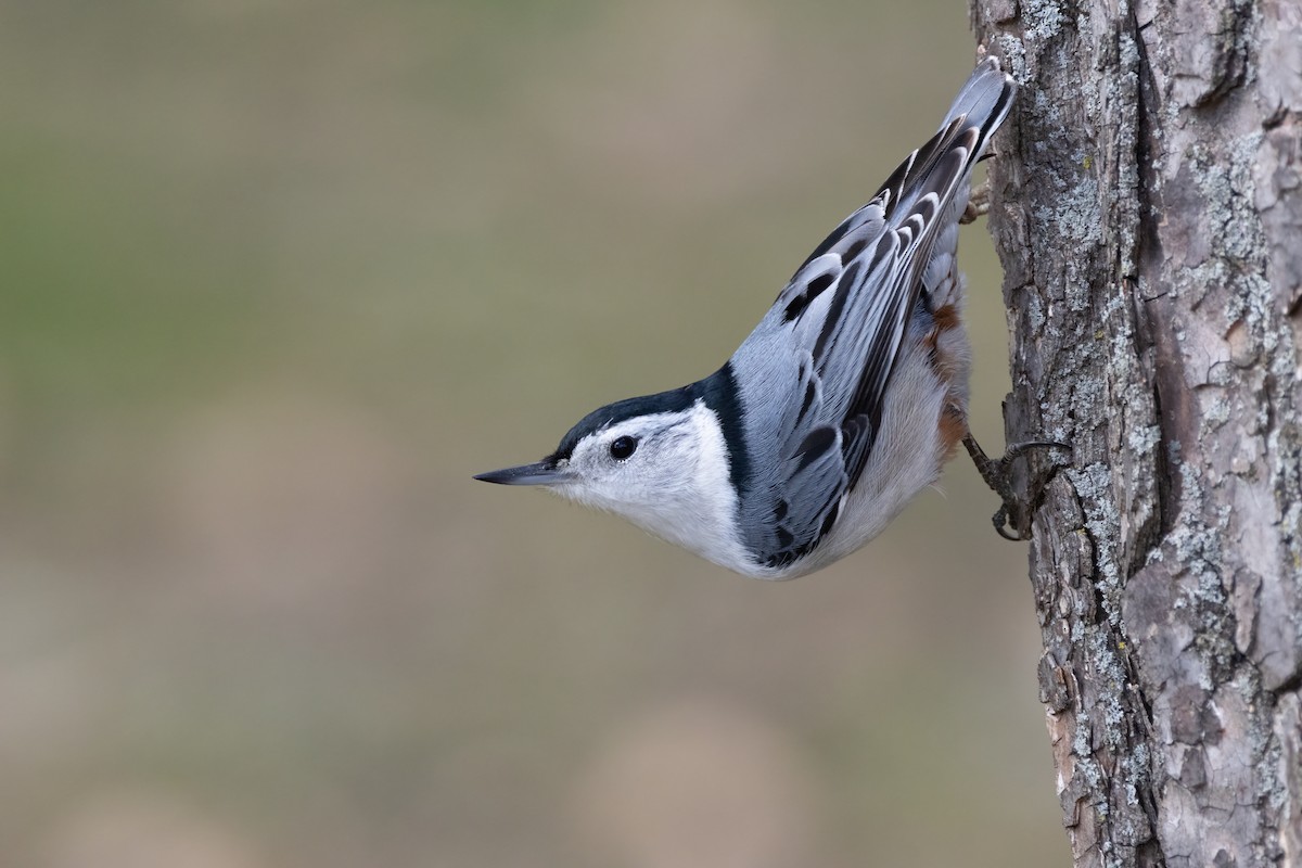 White-breasted Nuthatch - ML616751975