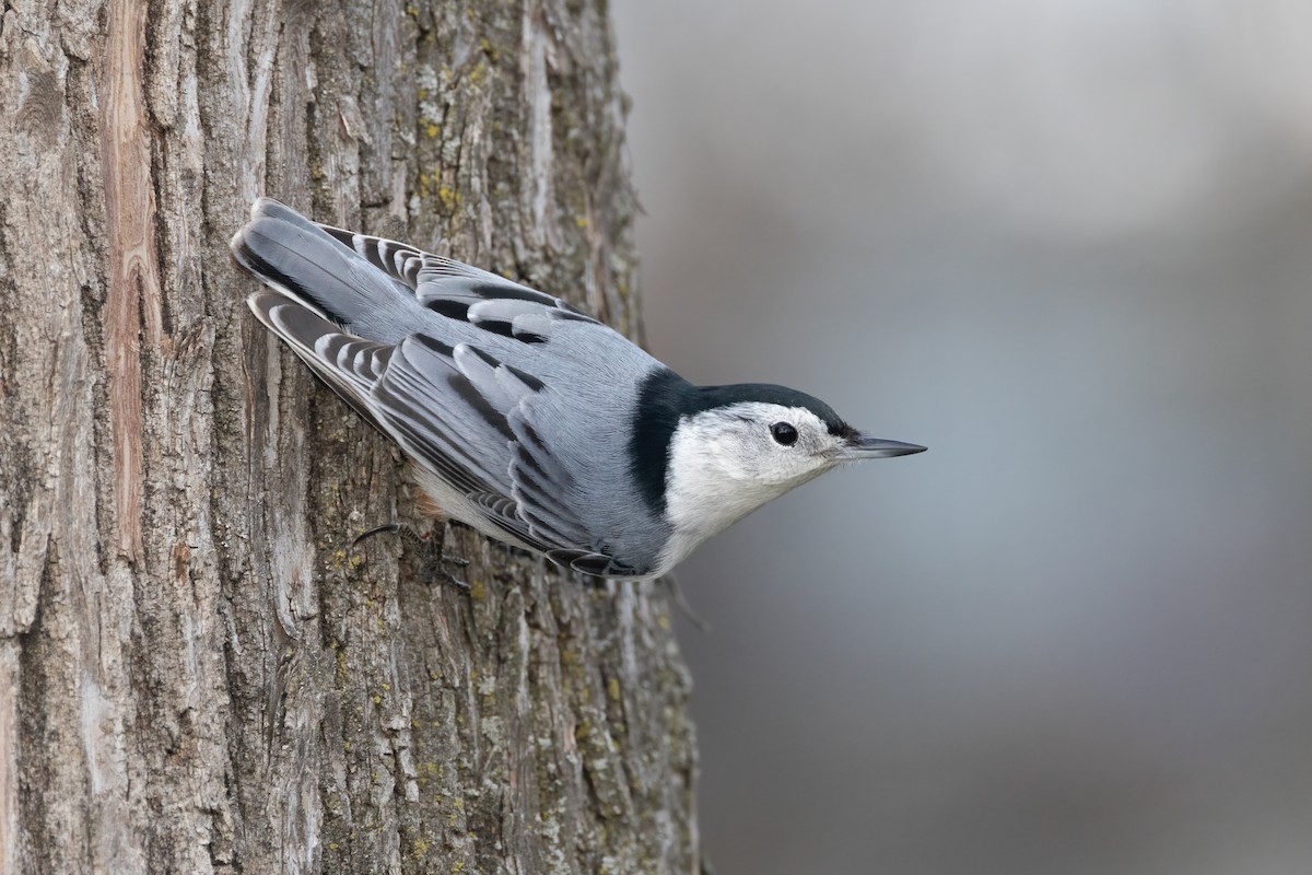 White-breasted Nuthatch - ML616751976