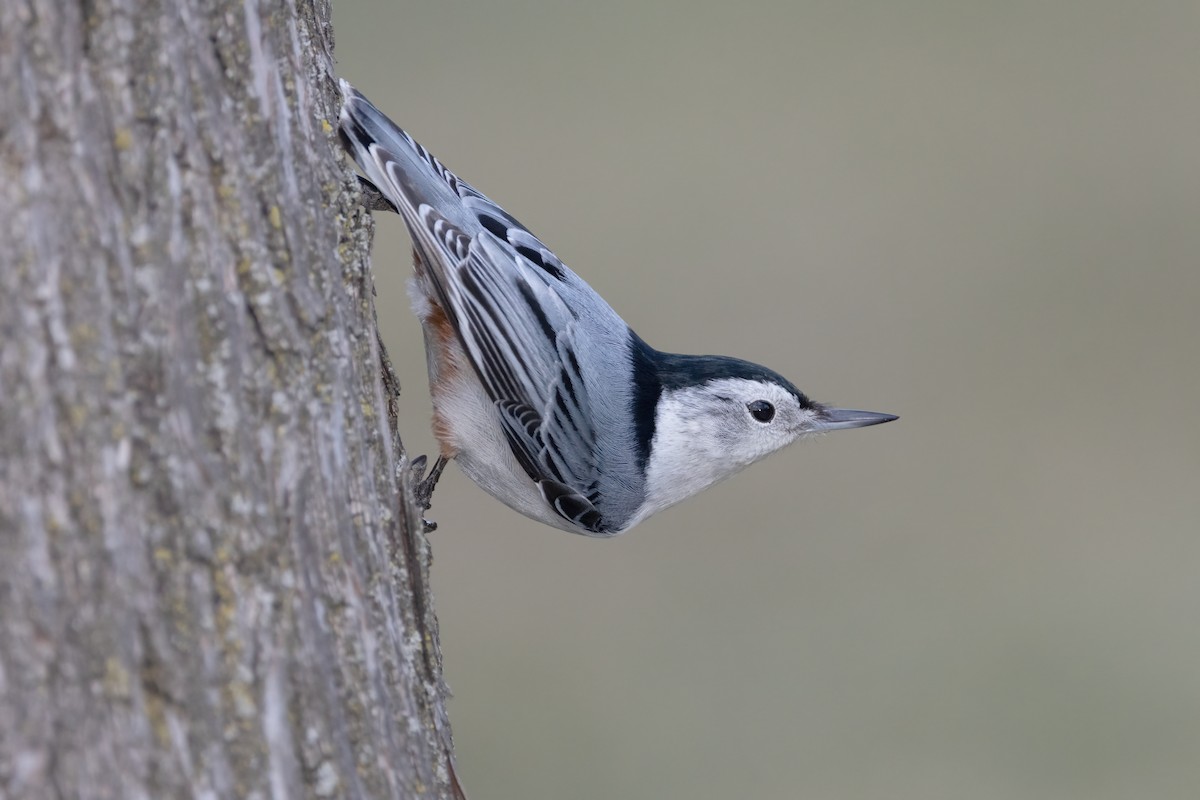 White-breasted Nuthatch - ML616751977
