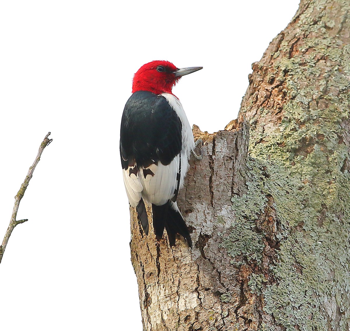 Red-headed Woodpecker - ML616751991