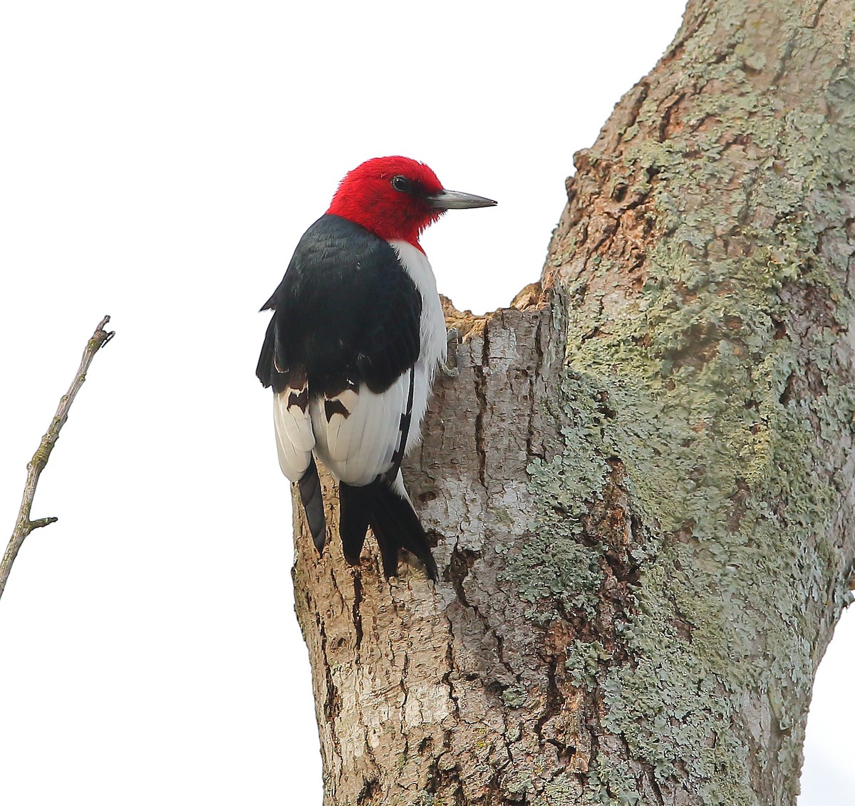 Red-headed Woodpecker - Bala Chennupati