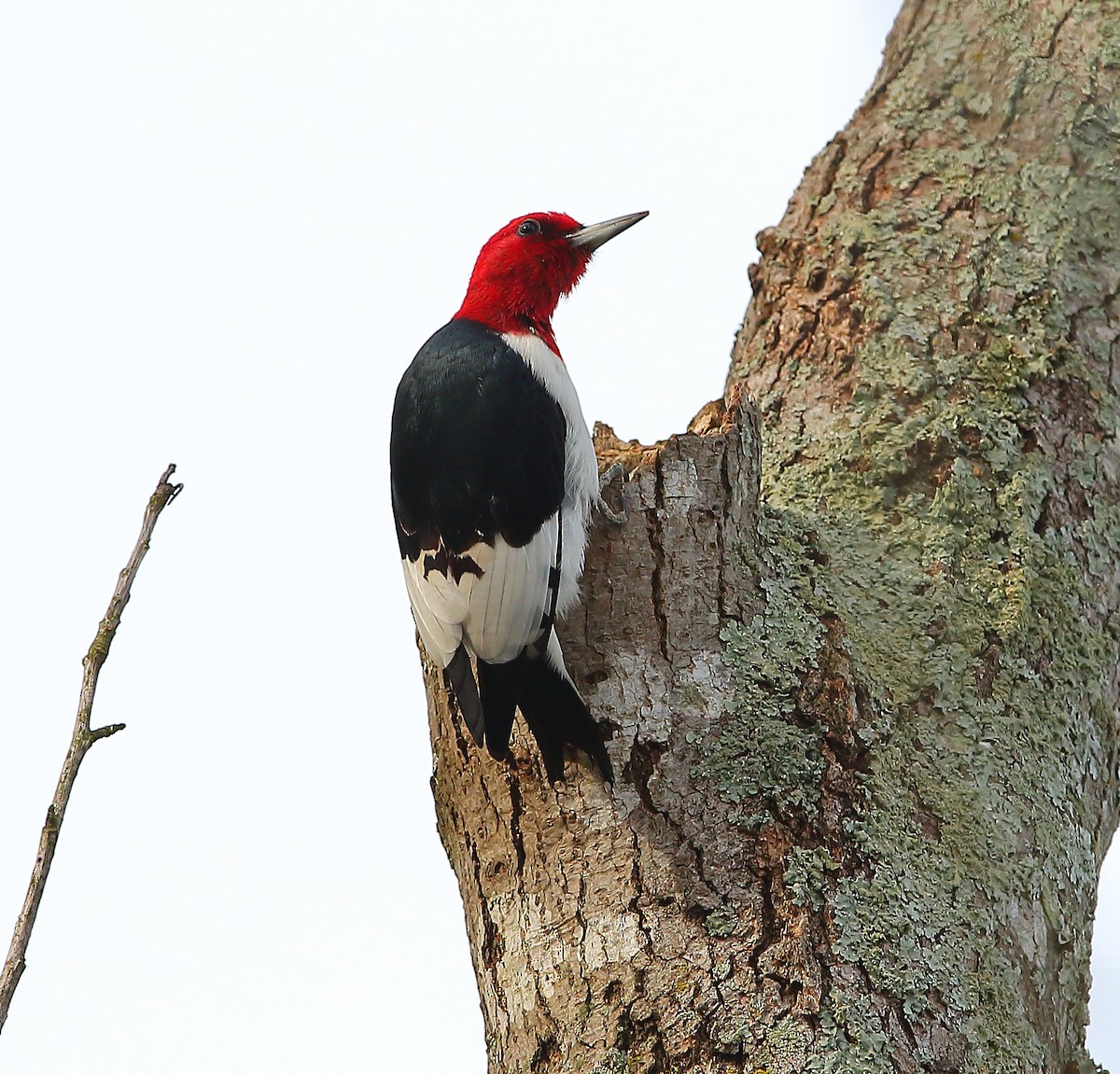 Red-headed Woodpecker - ML616752009