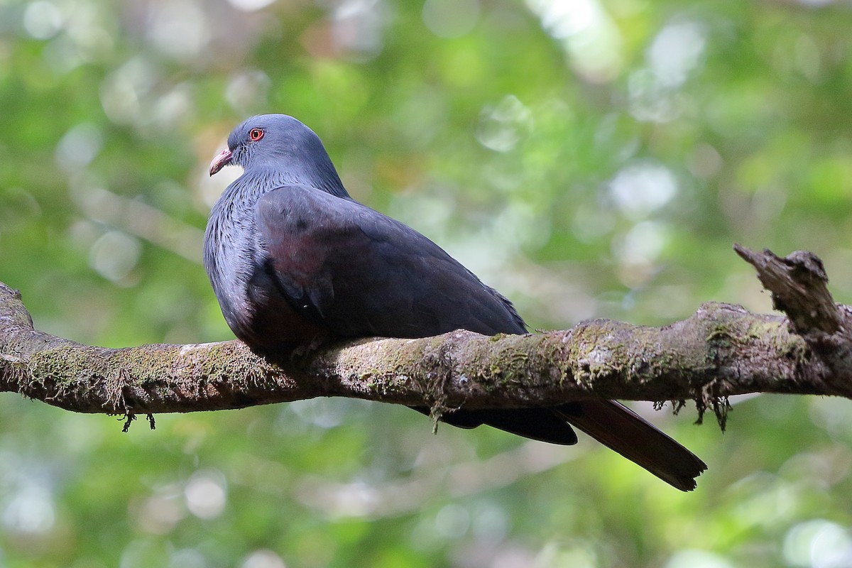 New Caledonian Imperial-Pigeon - ML616752082