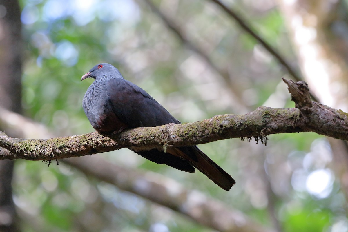 New Caledonian Imperial-Pigeon - ML616752085