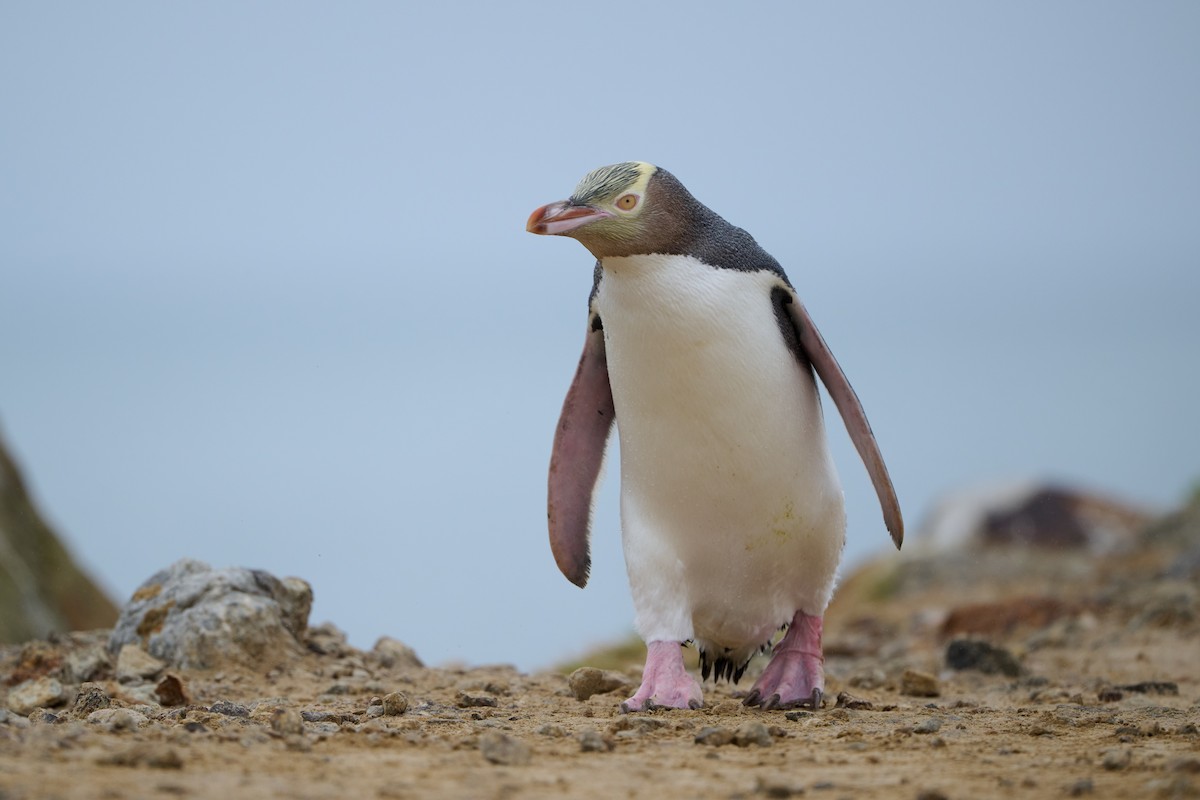 Великолепный пингвин - ML616752094