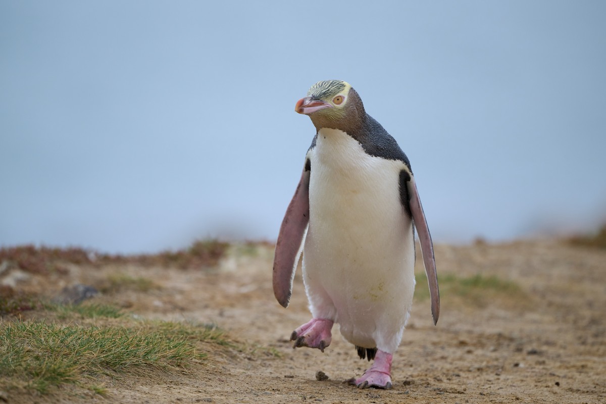 Великолепный пингвин - ML616752096
