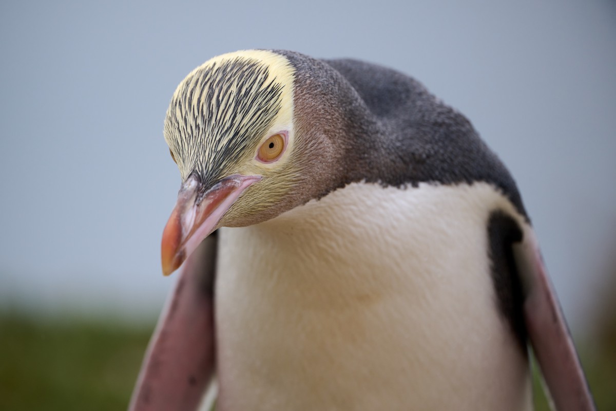 Великолепный пингвин - ML616752097