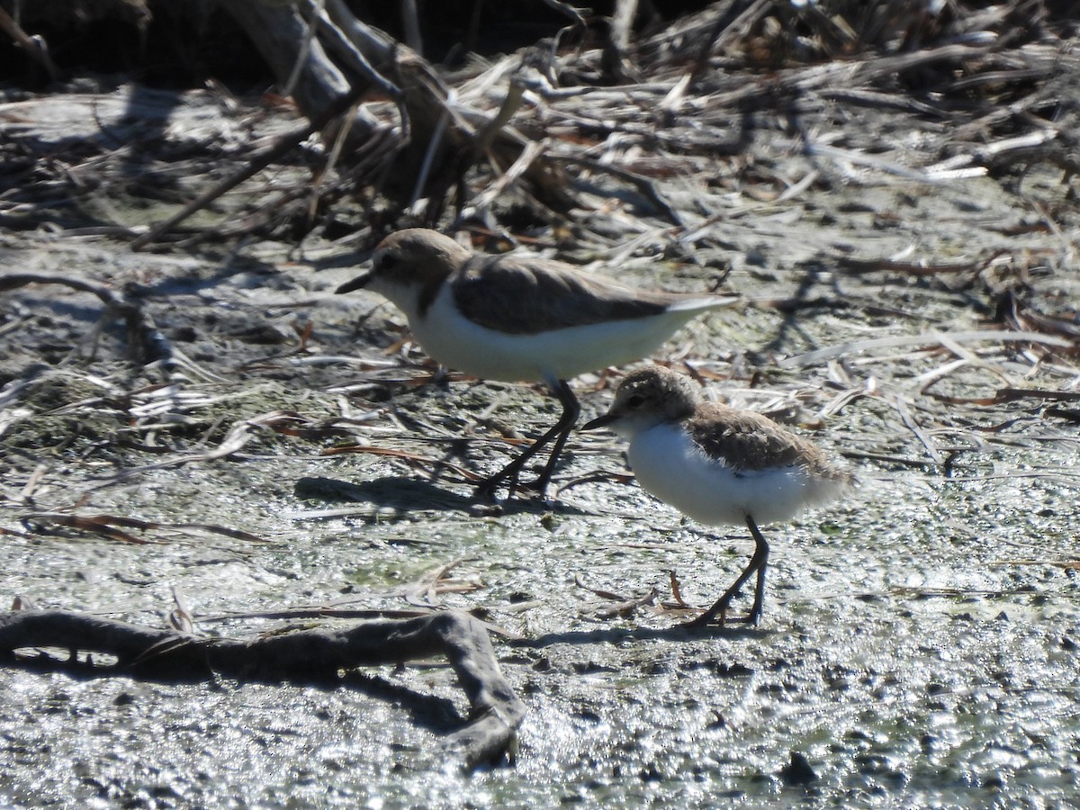 Red-capped Plover - ML616752297
