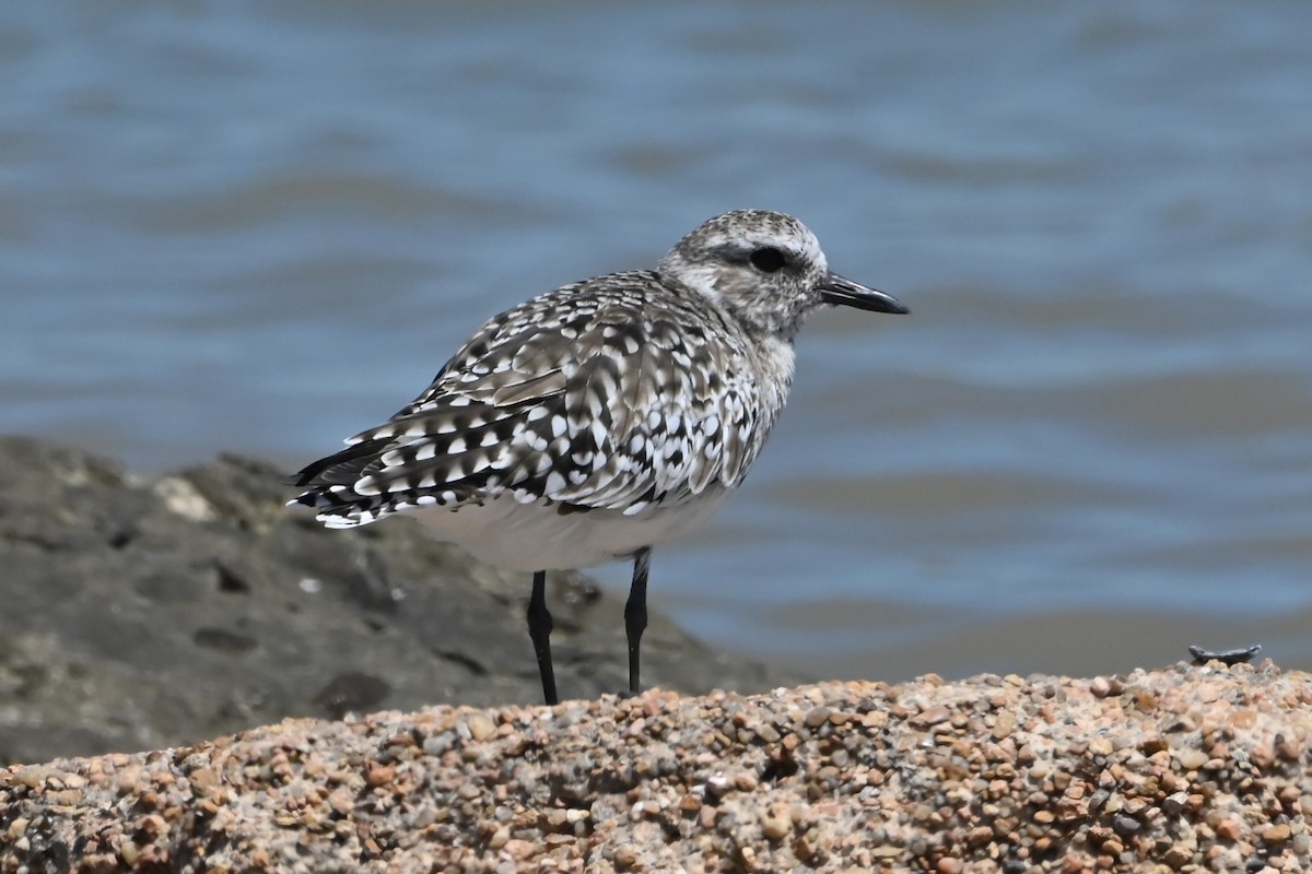 eBird Checklist - 28 Mar 2024 - Texas City Dike (UTC 074) - 17 species