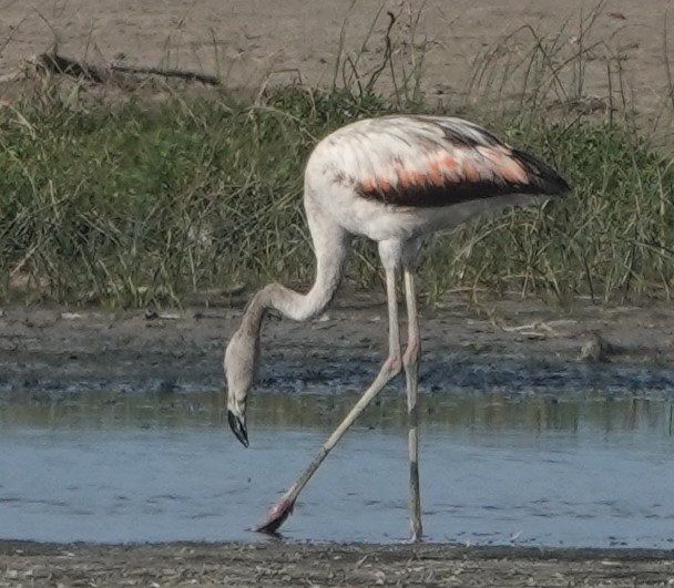 Chilean Flamingo - ML616752437