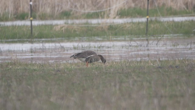 Greater White-fronted Goose - ML616752458