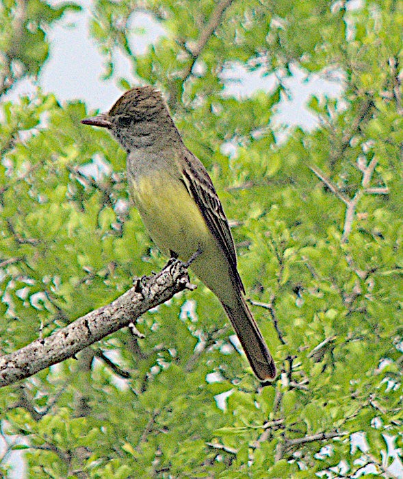 Great Crested Flycatcher - ML616752490