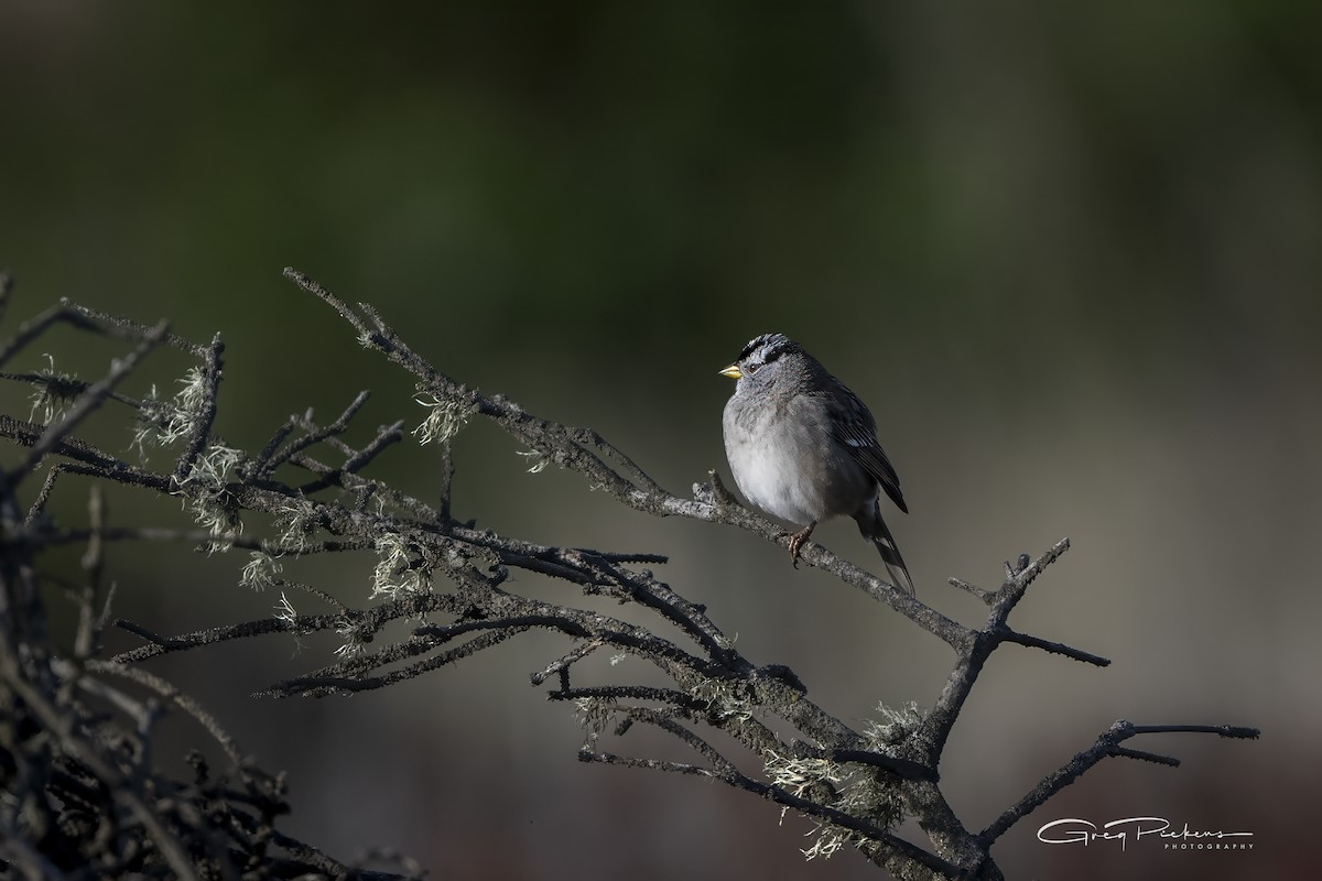 White-crowned Sparrow - ML616752611