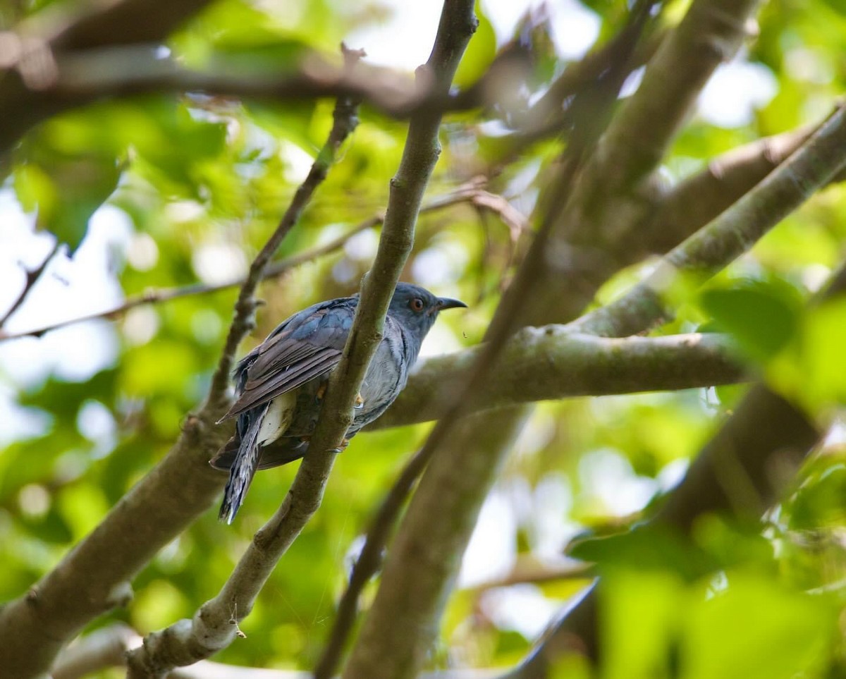 Gray-bellied Cuckoo - Chandra shekar